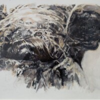 Elephant’s Foot Colour Study
13” x 10”
mixed media on paper
2016 Elephant’s Foot Colour Study 13” x 10” mixed media on paper 2016