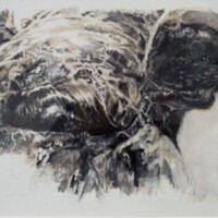 Elephant’s Foot Colour Study
13” x 10”
mixed media on paper
2016 Elephant’s Foot Colour Study 13” x 10” mixed media on paper 2016