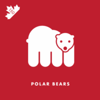 Canada’s North is home to nearly 60% of the world’s polar bears, who are also on the Canadian two-dollar coin, the Toonie.