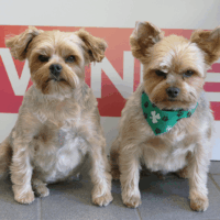 A pawsitively perfect pose.